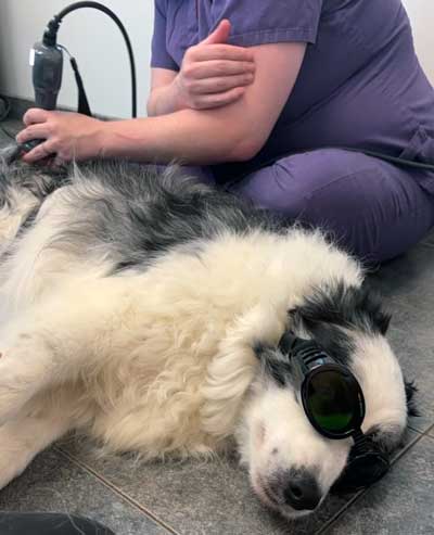 Pet laser therapy