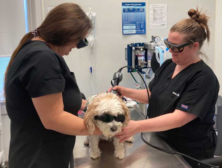 Laser Therapy for Pets